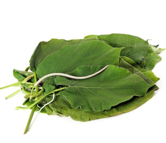 HOJA SANTA